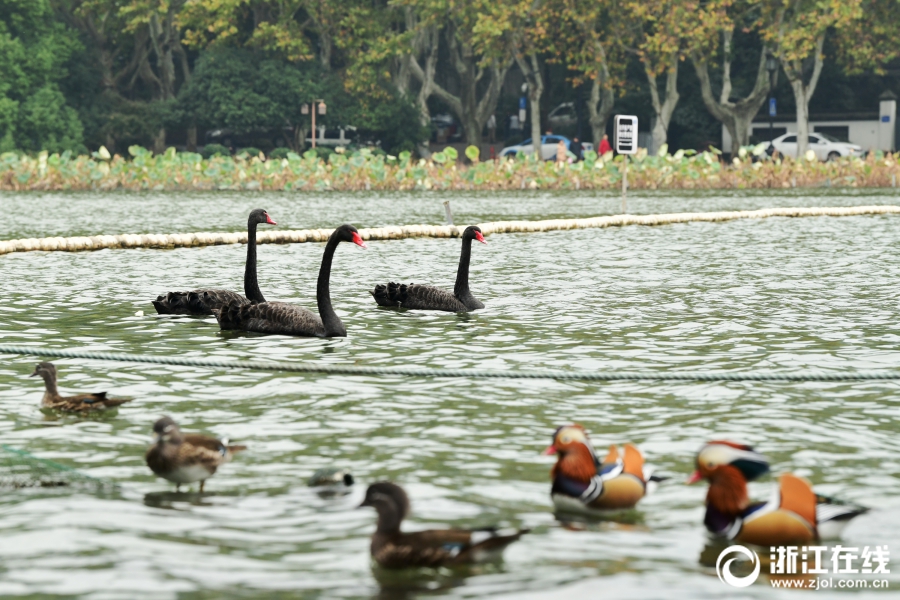 这个巫师他就不科学