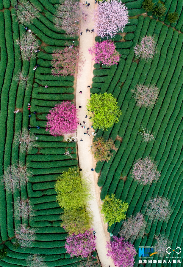 香港的红头船风雨亭，体现了百年潮州文化的精神。截图4