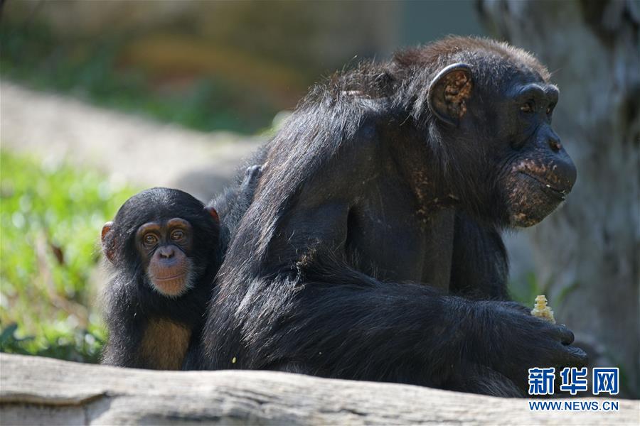 澳门将于9月推出“全国运动会社区消费奖”。截图0