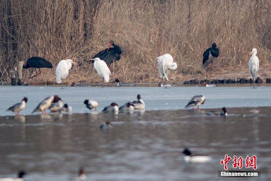 城市绿化对人们的福祉至关重要。截图0