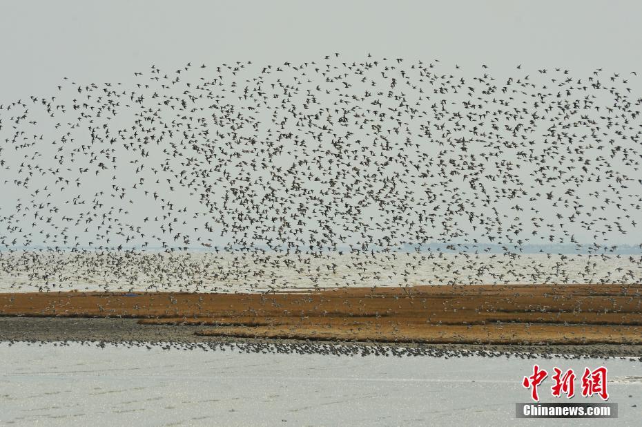 面向农业投入品供应的数字化在线交易平台正式上线。截图1