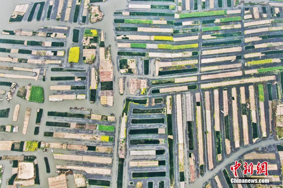 专题报道：百年历史的舞火龙展现香港中秋节的浪漫魅力截图3